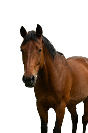Caballos